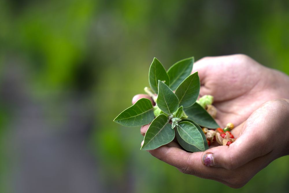 Ancient Wisdom for Modern Fertility: Exploring Ashwagandha